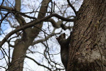 squirrel on tree © 瑞宇 杨