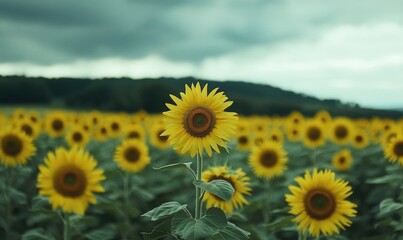 Fototapeta premium Sunflower field under cloudy sky