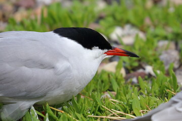 tern parent