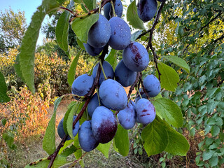 Blue plums fruits in garden