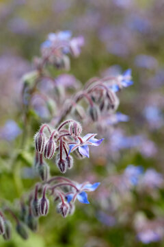 Borage plant in the garden 