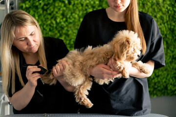 in the grooming salon a small curly maltipoo is washed one groomer hold dog second procedure...