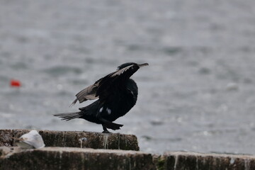 seabird
