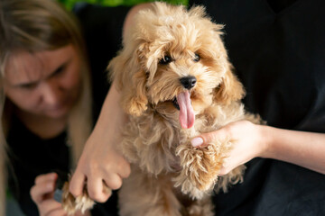 In the grooming salon small maltipoo is washed by the groomer, nail trimming procedure one woman...