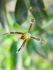 spider on a web
