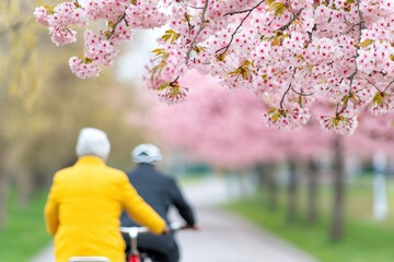 Obraz premium People riding bicycles in an urban park filled with cherry blossoms