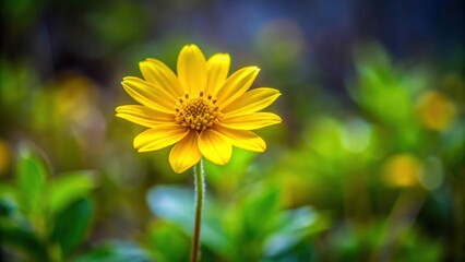 Yellow wildflower blooming in natural habitat, yellow, blooming, flower, nature, wild, plant, spring, vibrant, outdoors, sunny