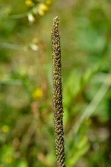 Fototapeta premium Hoary plantain seed head