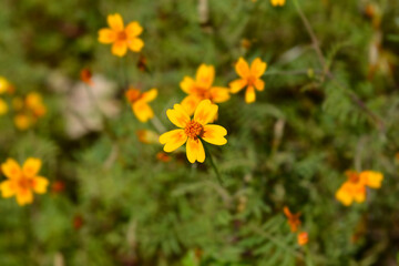 Signet marigold flowers