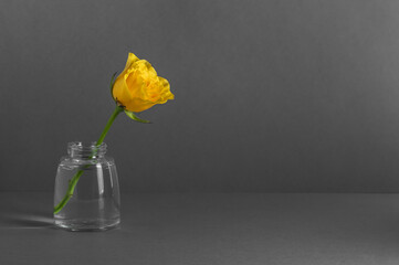 Small glass vase with yellow rose on grey background with space for text.