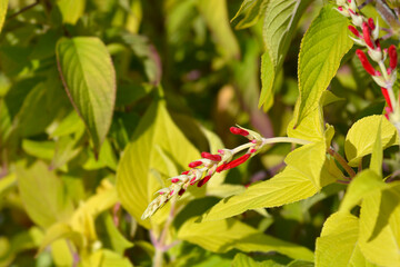 Pineapple sage Ananas flower buds