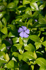 Lesser Periwinkle flower