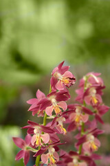Calanthe Red Sunset flowers