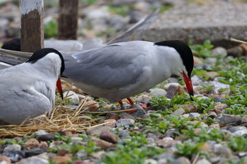seabird