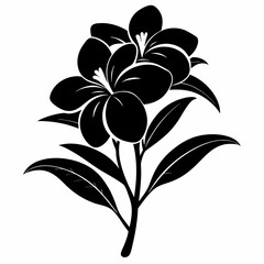 Oleander Black silhouette