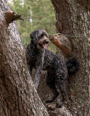 Black Labradoodle standing in the crook of a tree