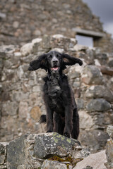 Black cocker spaniel standing on a rock in the wind