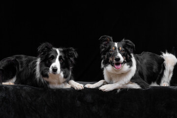 Two border collies against a black backdrop