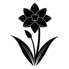 Narcissus Black silhouette