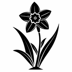 Narcissus Black silhouette