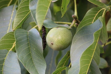 planta fruta noz - Juglans regia broadview