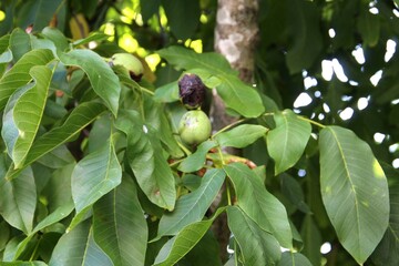 planta fruta noz - Juglans regia broadview