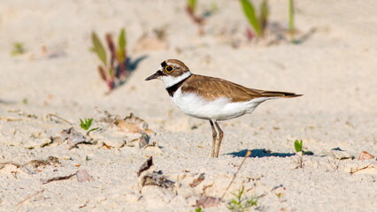 a bird on the ground