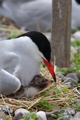 sterna hirundo © Thomas