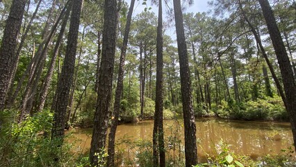 trees in the forest