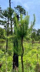 pine tree in the forest