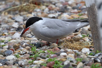 sterna hirundo