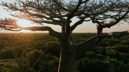 Baobab trees stand tall as the sun sets over Baobab Alley in Madagascar, creating a stunning...