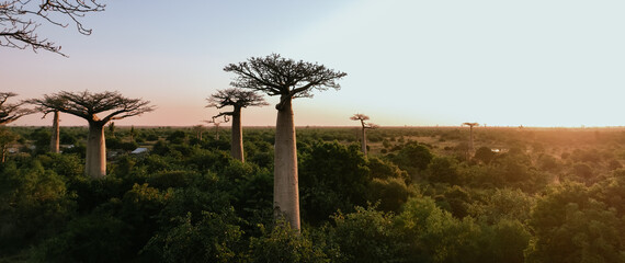 Baobab Alley in Madagascar showcases towering baobab trees against a stunning sunset landscape