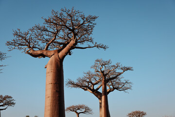 Majestic baobab trees tower above the horizon in the serene Baobab Alley of Madagascar at sunset