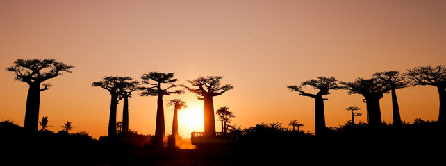 Sunset illuminates the iconic baobab trees along Baobab Alley in Madagascar, creating a...