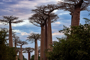Baobab Alley in Madagascar showcases towering baobab trees under a dramatic sky at dusk, creating a...
