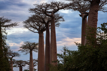 Explore the majestic baobab trees lining Baobab Alley in Madagascar during a stunning twilight