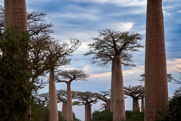 Baobab Alley in Madagascar showcases majestic trees against a twilight sky, inviting exploration...