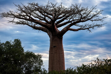 Baobab tree towering against the sky at sunset near Baobab Alley in Madagascar showcasing its...
