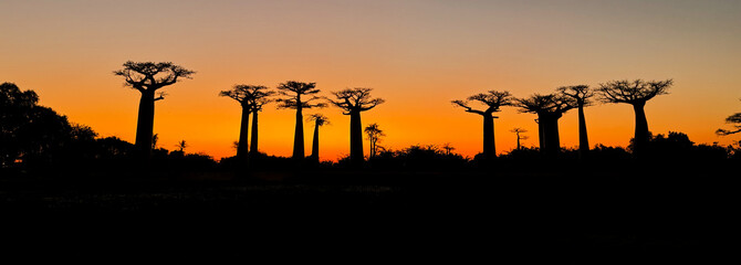 Silhouetted baobab trees at dusk along Baobab Alley in Madagascar create a stunning landscape and...