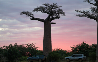 Sunset illuminates Baobab Alley in Madagascar with unique trees and tranquil atmosphere