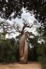 Exploring the iconic baobab trees along Baobab Alley in Madagascar amidst a captivating natural...