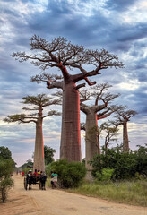 Obraz premium Experience the majestic baobab trees at Baobab Alley in Madagascar during a vibrant sunset stroll