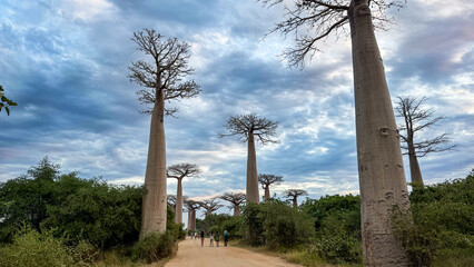 Exploring Baobab Alley in Madagascar during a cloudy afternoon under a dramatic sky