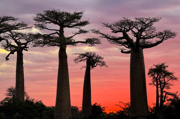 Obraz premium Baobab Alley at sunset in Madagascar showcasing majestic trees against a vibrant sky