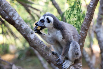 Lemur Catta enjoying a snack in the lush forests of Madagascar during daylight © Dave