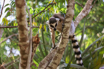 Lemur Catta climbing a tree in the lush forests of Madagascar during a sunny afternoon