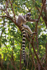 Lemur Catta climbing a tree in Madagascar during the daylight hours in a lush forest environment