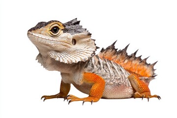 Fototapeta premium A colorful and detailed close-up of a lizard showcasing its unique features and vibrant scales against a clean white background.
