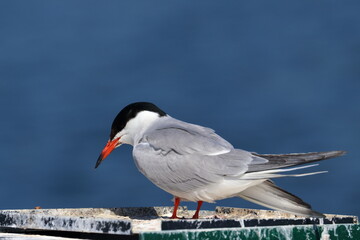 common tern